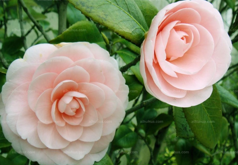 茶花病蟲害防治 茶花病蟲害防治