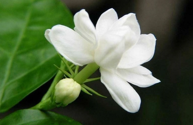 茉莉花種植技巧