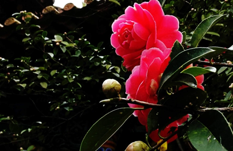 茶花花苞不開花原因 茶花花苞不開花原因