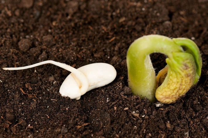 促進種子發芽 促進種子發芽