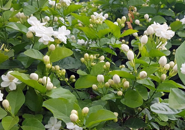 茉莉花照顧方法