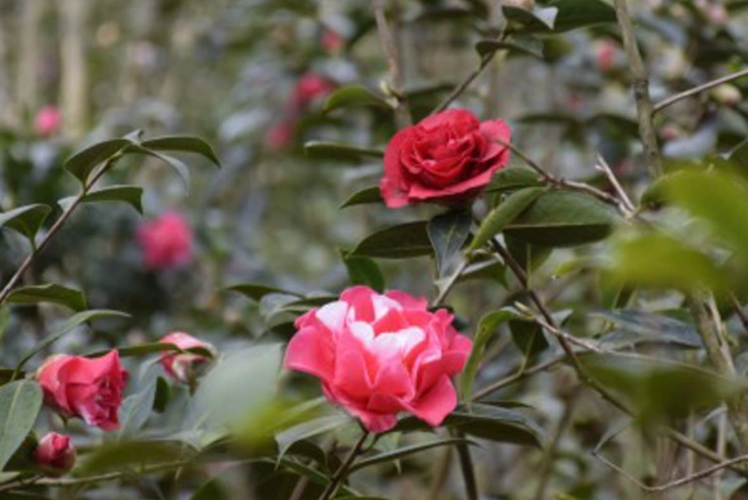 茶花栽培技巧 茶花栽培技巧
