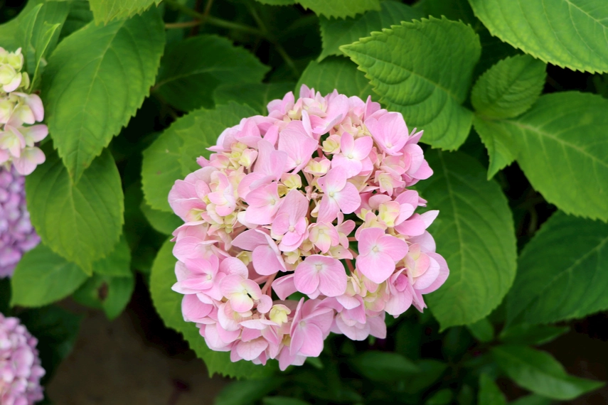 繡球花葉子修剪