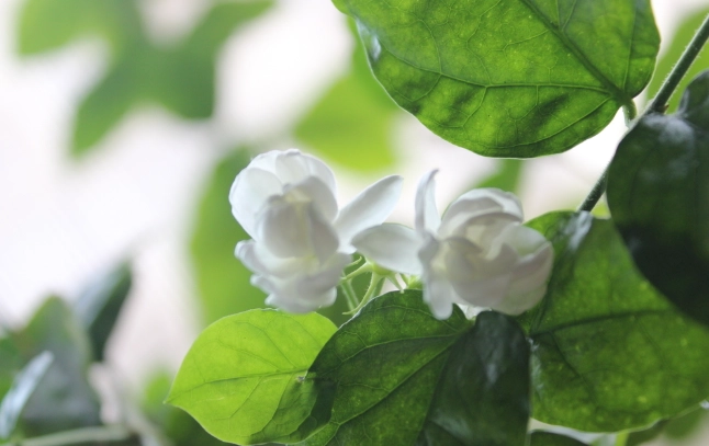室內茉莉花養護