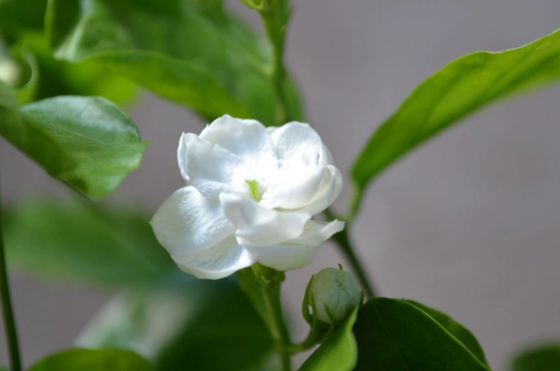 茉莉花照顧方法