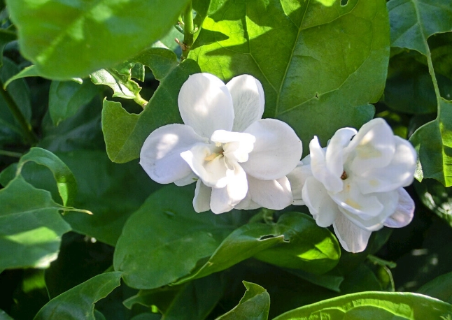 茉莉花照顧方法