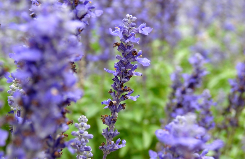 薰衣草室内种植