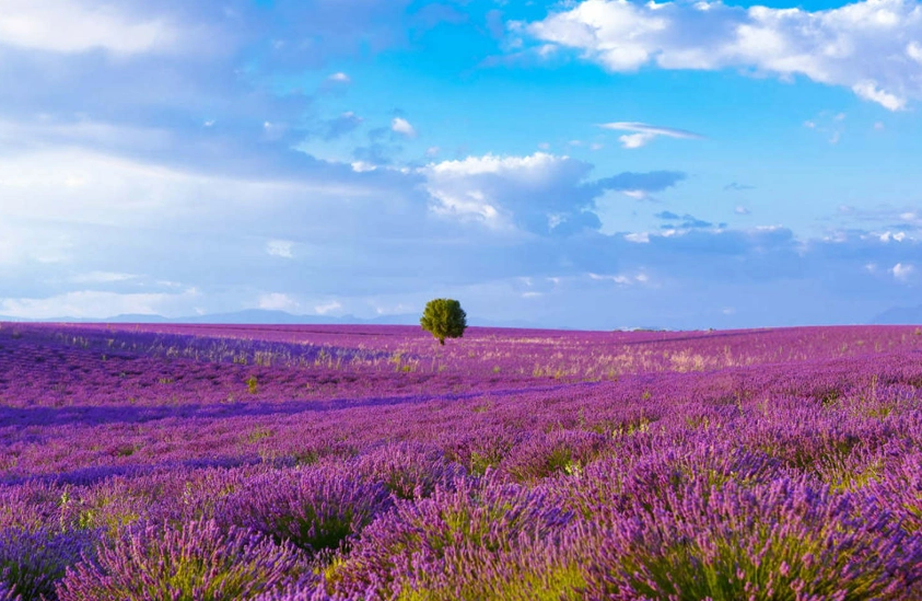 薰衣草耐旱特性