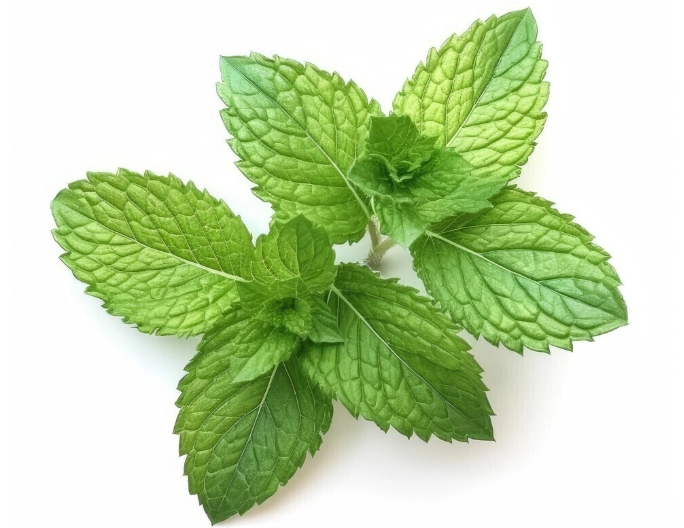 薄荷健康功效