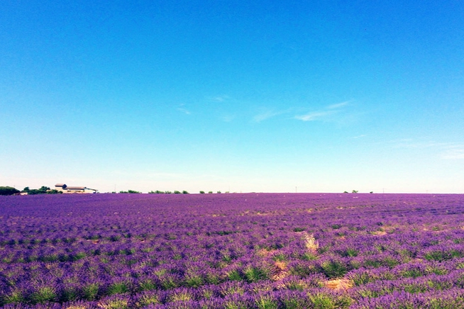 薰衣草台灣種植