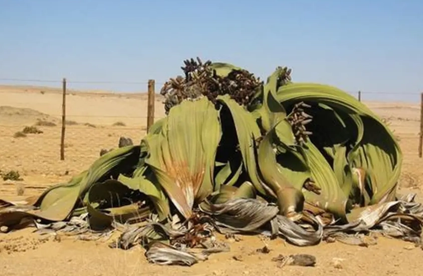 沙漠苏木照顾技巧 沙漠苏木照顾技巧