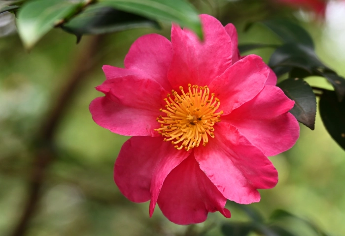 茶花病蟲害防治 茶花病蟲害防治