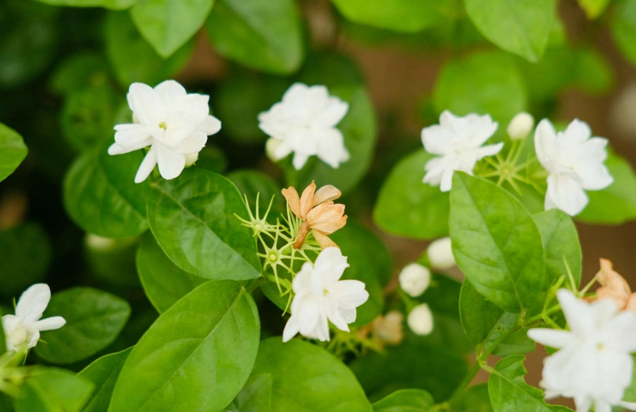 香水茉莉花護理