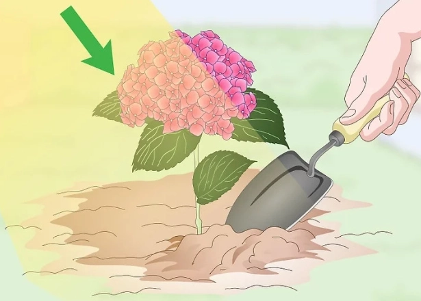 繡球花施肥方法