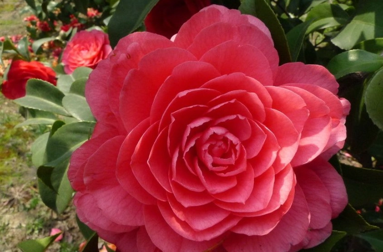 茶花病蟲害防治 茶花病蟲害防治