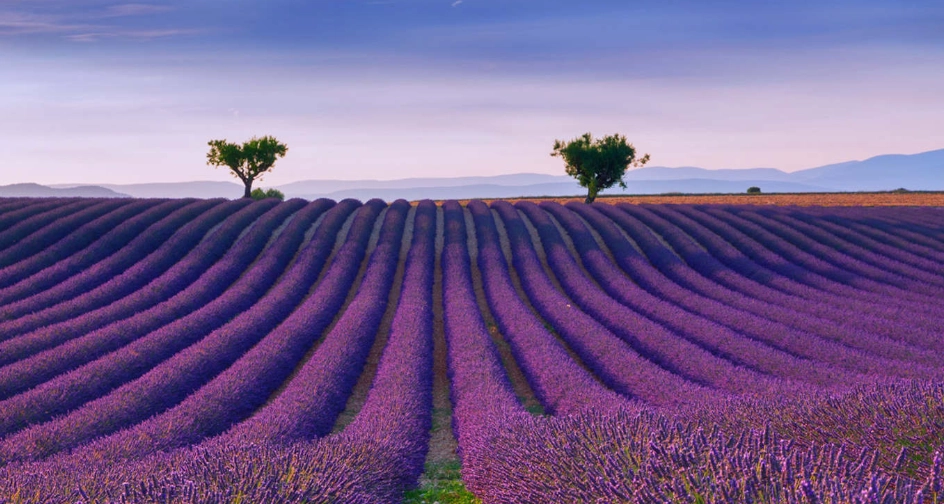 薰衣草養護技巧