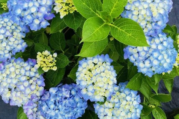 繡球花栽培技巧