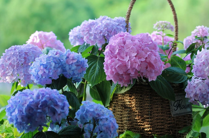 綉球花开花时间