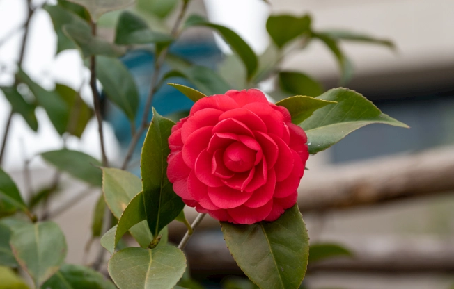 茶花病蟲害防治 茶花病蟲害防治