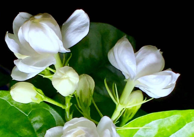 茉莉花種植技巧