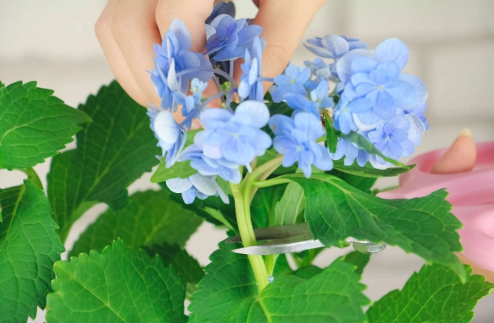 繡球花葉子修剪