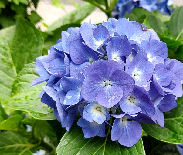 繡球花不開花原因