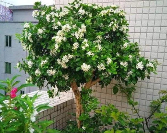 大葉七里香養護 大葉七里香養護