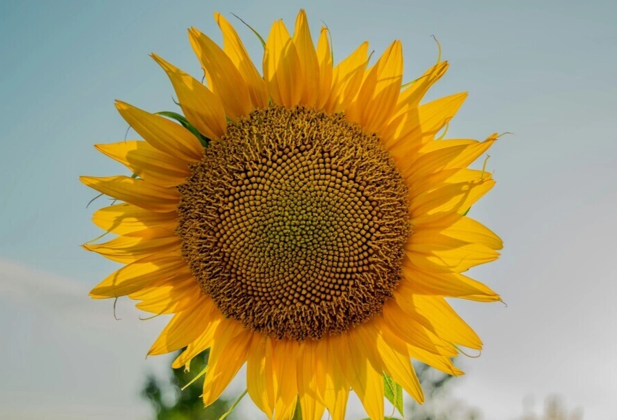 向日葵種植技巧