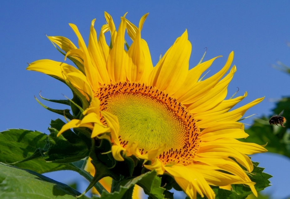 向日葵種子發芽