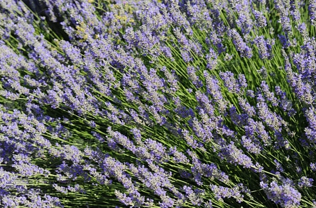 薰衣草養護技巧