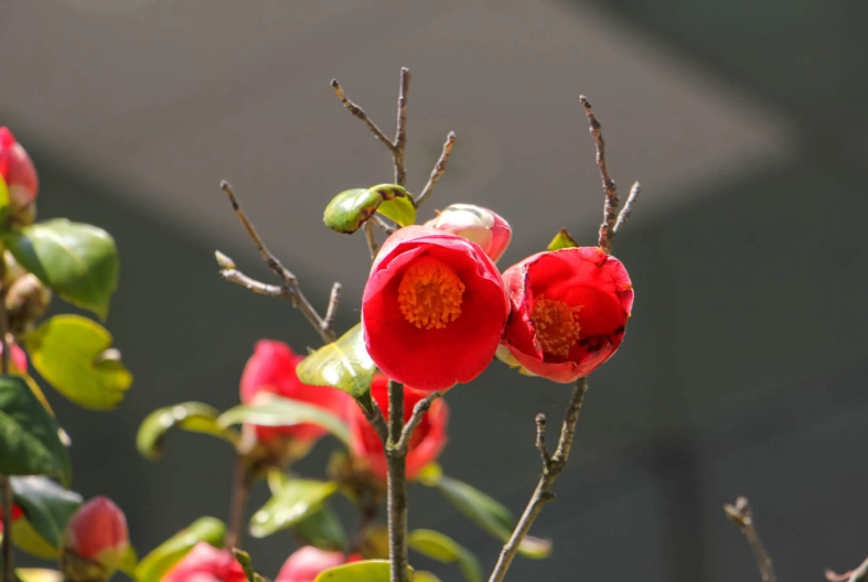 茶花種植技巧 茶花種植技巧
