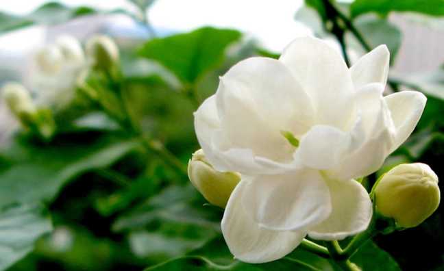 茉莉花種植技巧