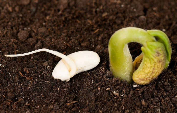 種子發芽後死掉原因 種子發芽後死掉原因