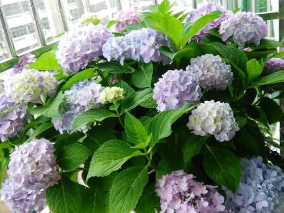 繡球花葉子修剪