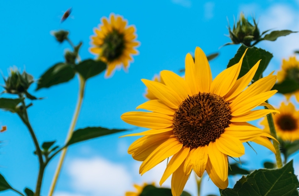 向日葵發芽條件