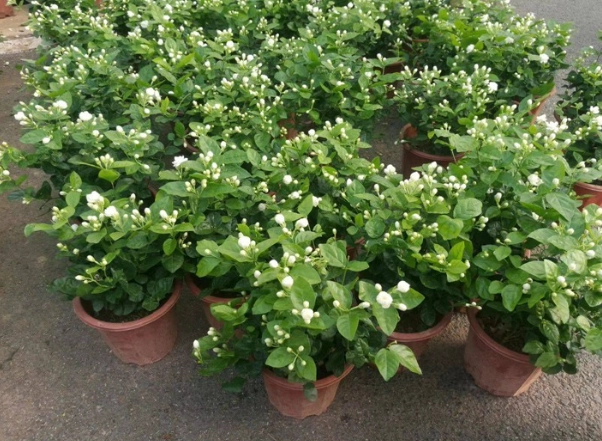 茉莉花種植土
