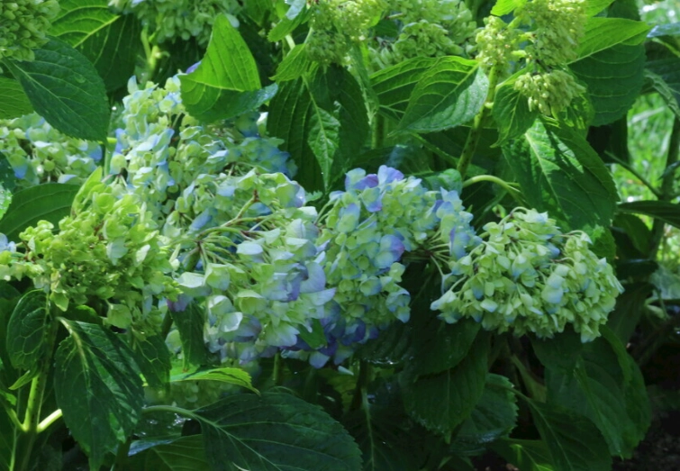 繡球花開花次數