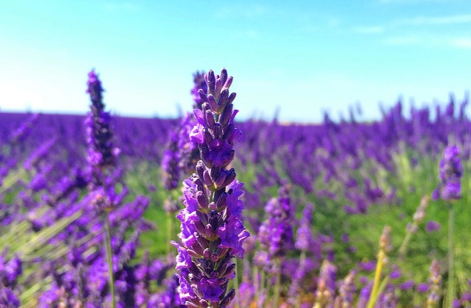 薰衣草台灣種植