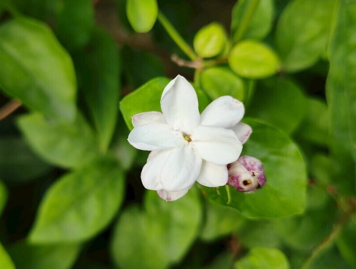 茉莉花栽培技巧