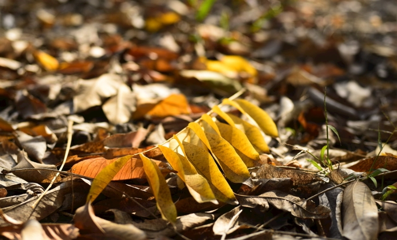 植物新葉枯萎 植物新葉枯萎