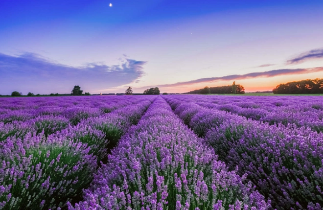 頭狀薰衣草栽培