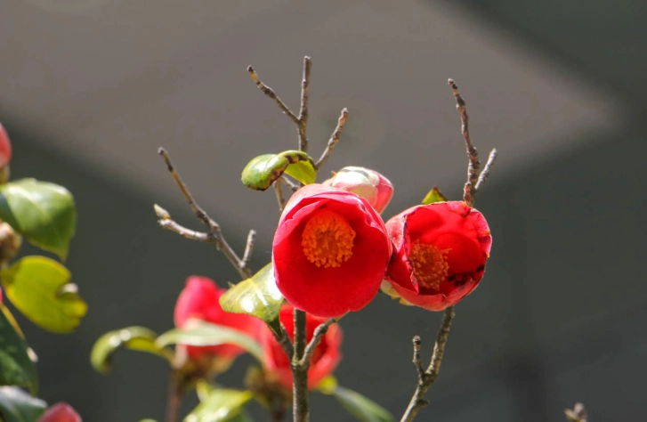 茶花栽培技巧 茶花栽培技巧