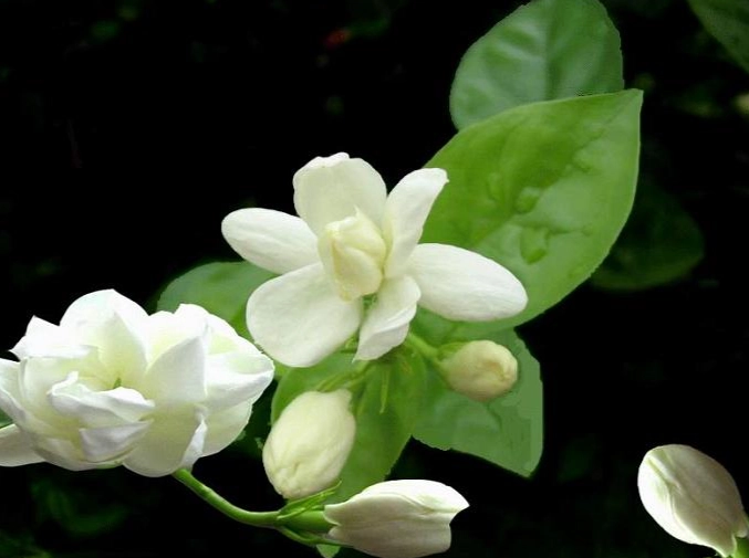 茉莉花照顧指南