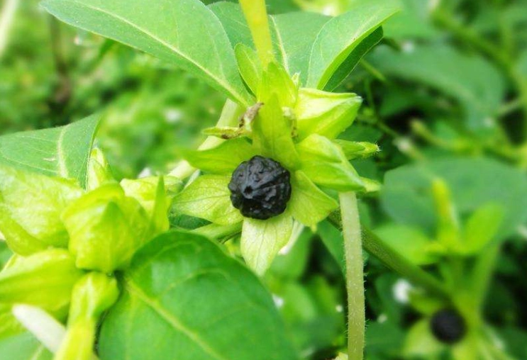 茉莉花種植技巧