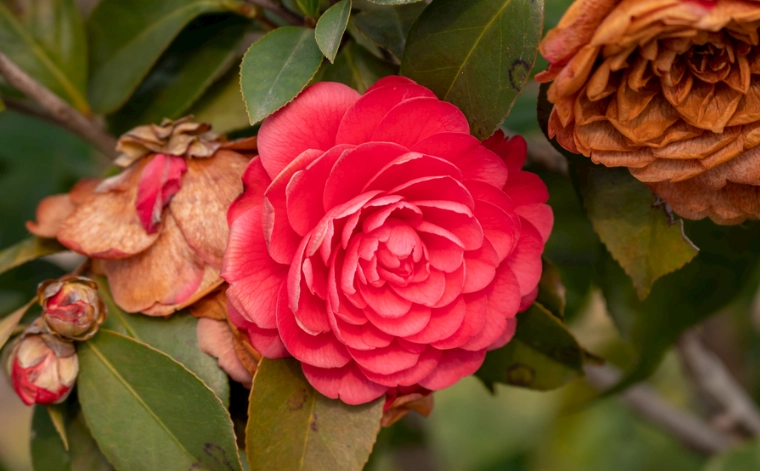 茶花栽培技巧 茶花栽培技巧