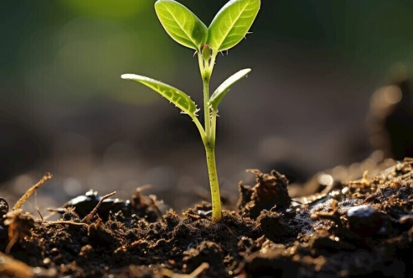 促進種子發芽 促進種子發芽