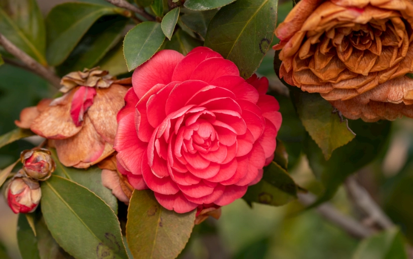 茶花種植技巧 茶花種植技巧