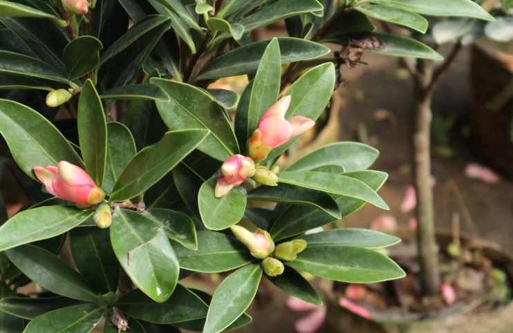 茶花養護技巧 茶花養護技巧