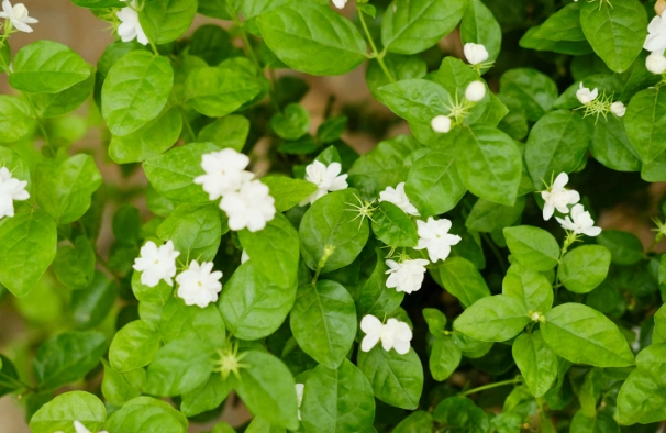 茉莉花土壤配方