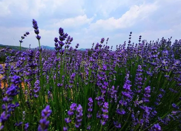 薰衣草養護技巧